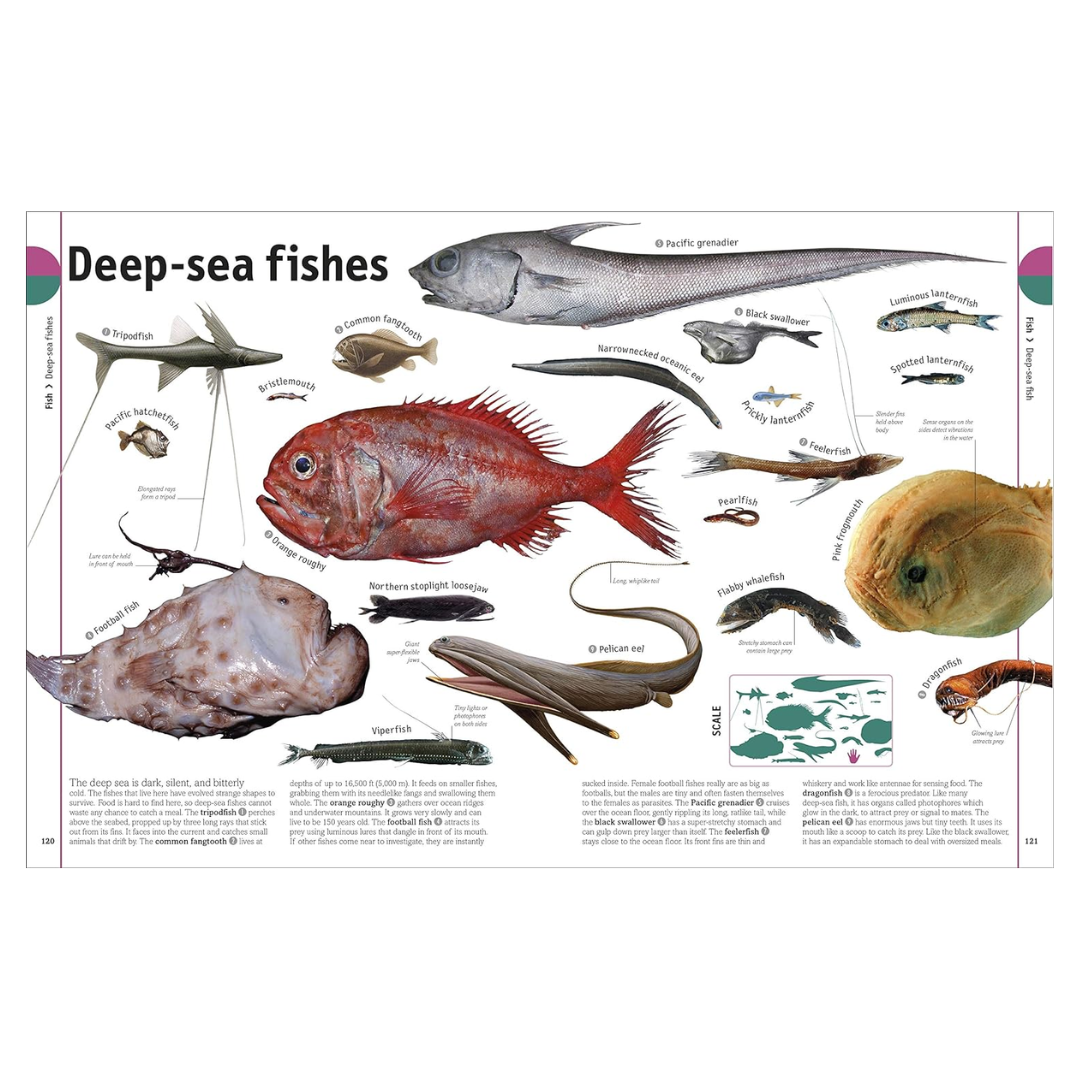 The Animal Book: A Visual Encyclopedia of Life on Earth