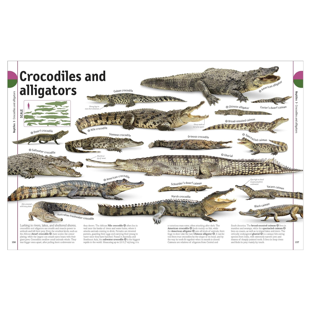 The Animal Book: A Visual Encyclopedia of Life on Earth