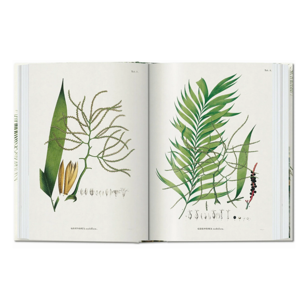 Martius. The Book of Palms. 40th Ed.