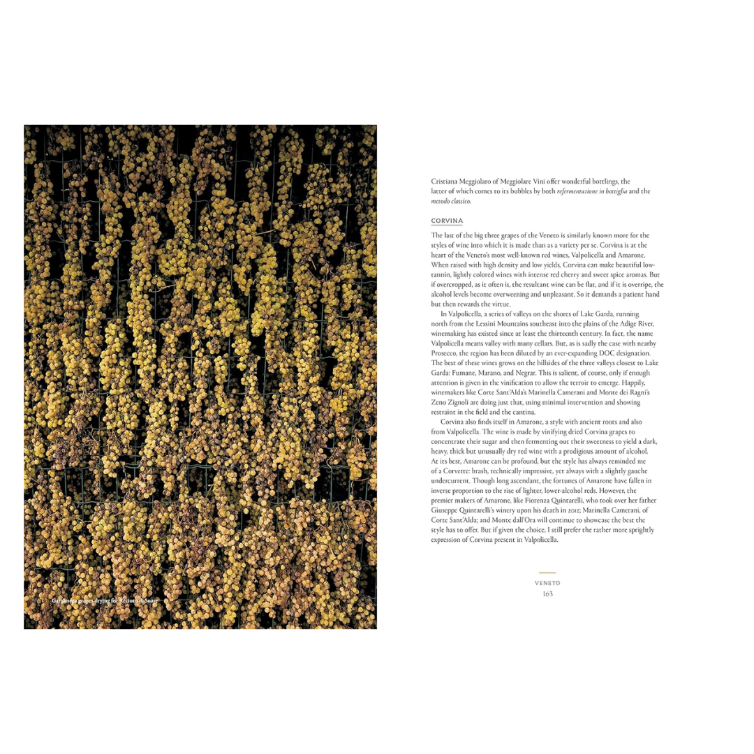 Vino: The Essential Guide to Real Italian Wine