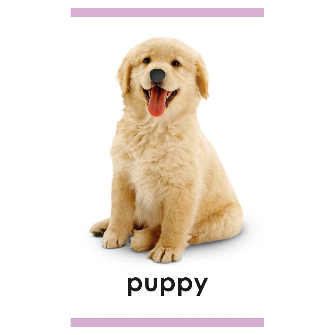 My First Touch and Feel Picture Cards: Animals