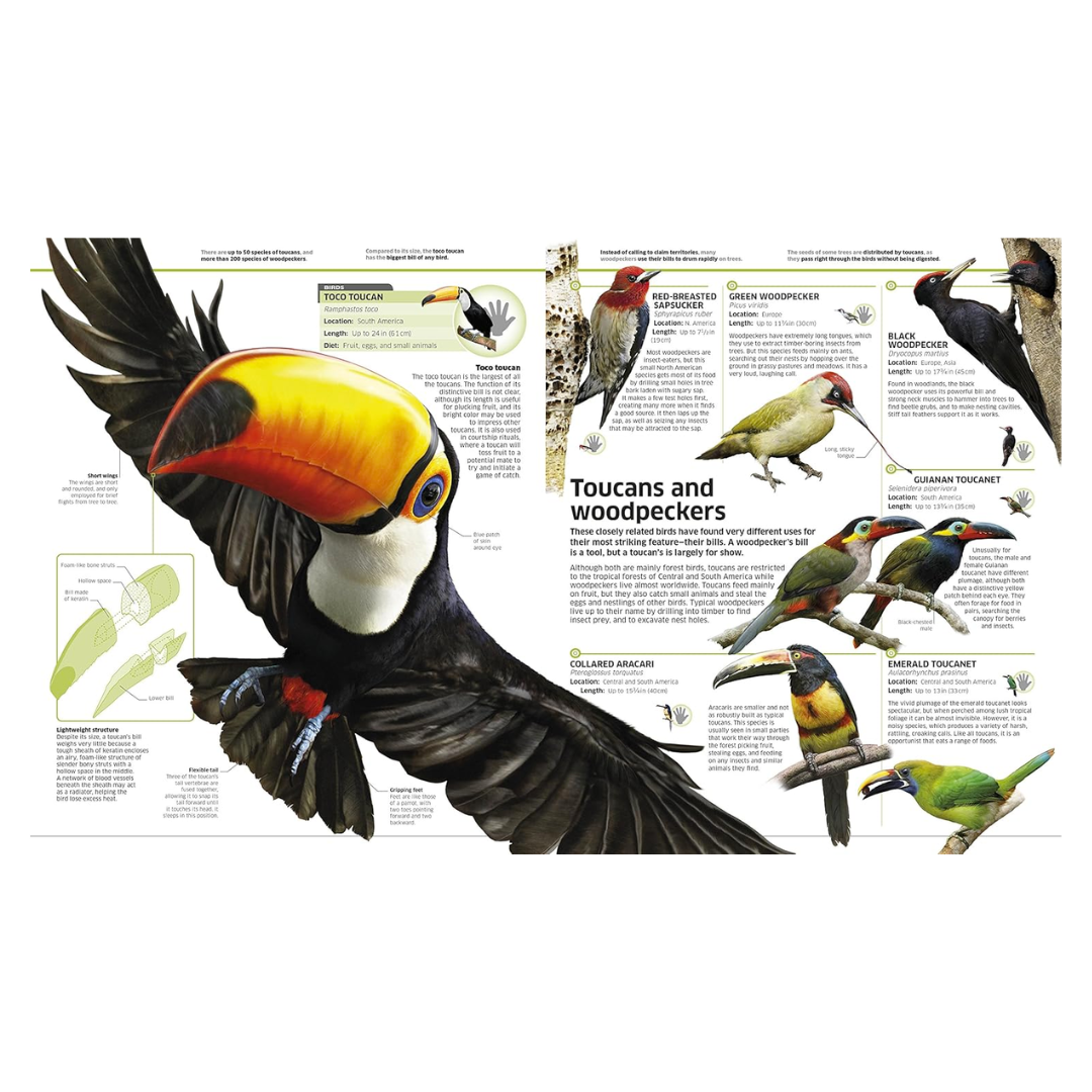 Knowledge Encyclopedia Animal!